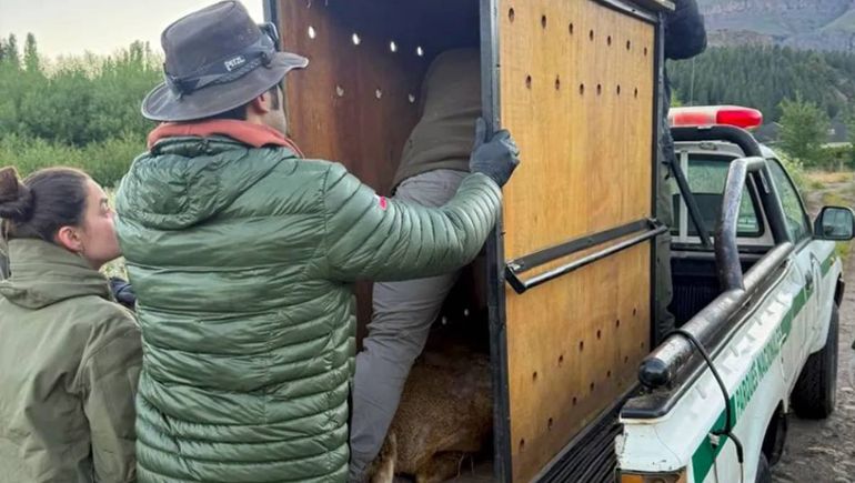 Final feliz: el huemul Newenche fue resguardado y está en camino al refugio