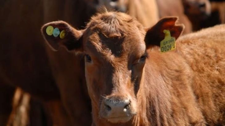 Los datos de 2025 muestran avances en pesos de faena, aunque el stock aún no logra iniciar una fase de recuperación.