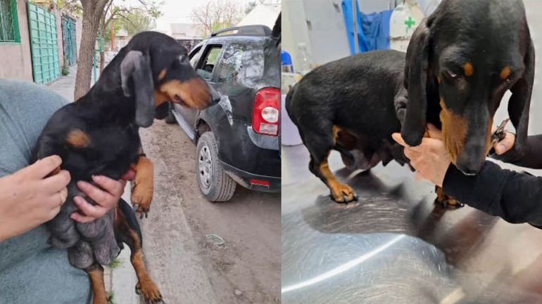 Lupe estaba en mal estado de salud y quedó internada. Había tenido nueve cachorros que quedaron al resguardo de la Funbapia. 