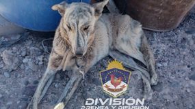 Tenía a su perro atado afuera, sin comida ni agua: se lo sacaron y la acusaron