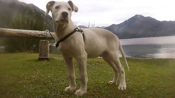 Sumo fue asesinado en Rawson. La dueña del dogo pide Justicia y dice que el asesino es un personaje conocido. Sumo fue asesinado en Rawson. La dueña del dogo pide Justicia y dice que el asesino es un personaje conocido.