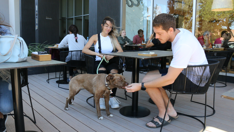 En Neuquén hay 76 comercios que permiten ingresar con perros y gatos