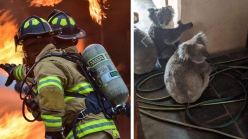 Un bombero heroico salvó a seis koalas de voraz incendio