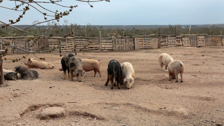 Viven de la venta de chanchos y piden reabrir el matadero