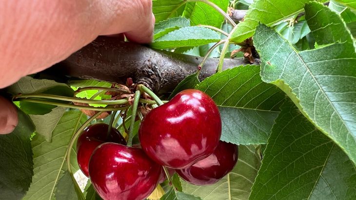 El ingreso de cerezas chilenas marcó un máximo histórico, con un salto interanual del 120% y un crecimiento del 360% frente al promedio de los últimos cinco años.