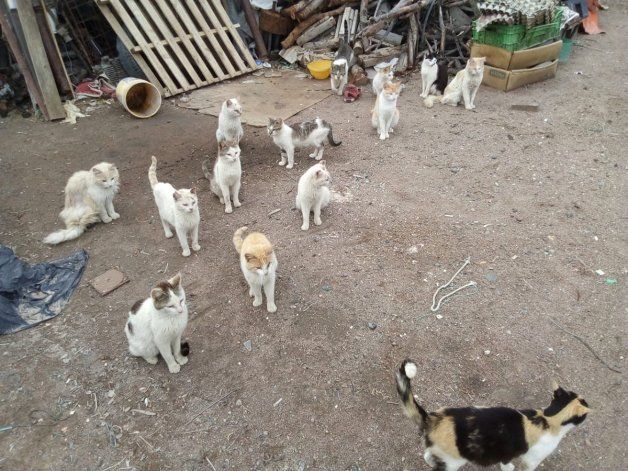 Buscan rescatar más de 40 gatos.