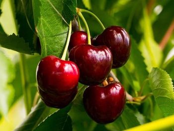 Las producción de cerezas en el norte de la Patagonia caería al menos un 15% en la presente temporada.