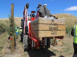 la cosecha de manzanas en nueva zelanda crecera 12% la cosecha de manzanas en nueva zelanda crecera 12%