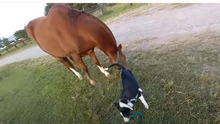 Amor animal: perro aprendió a pasear a su caballo y se viralizó