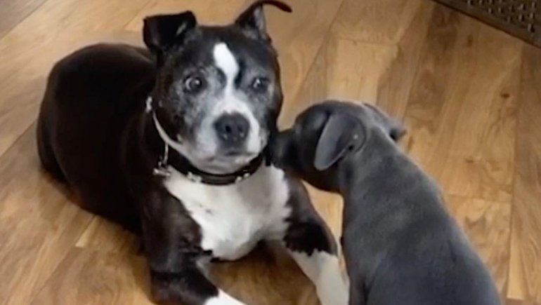 La reacción del perro enternece a todos en YouTube