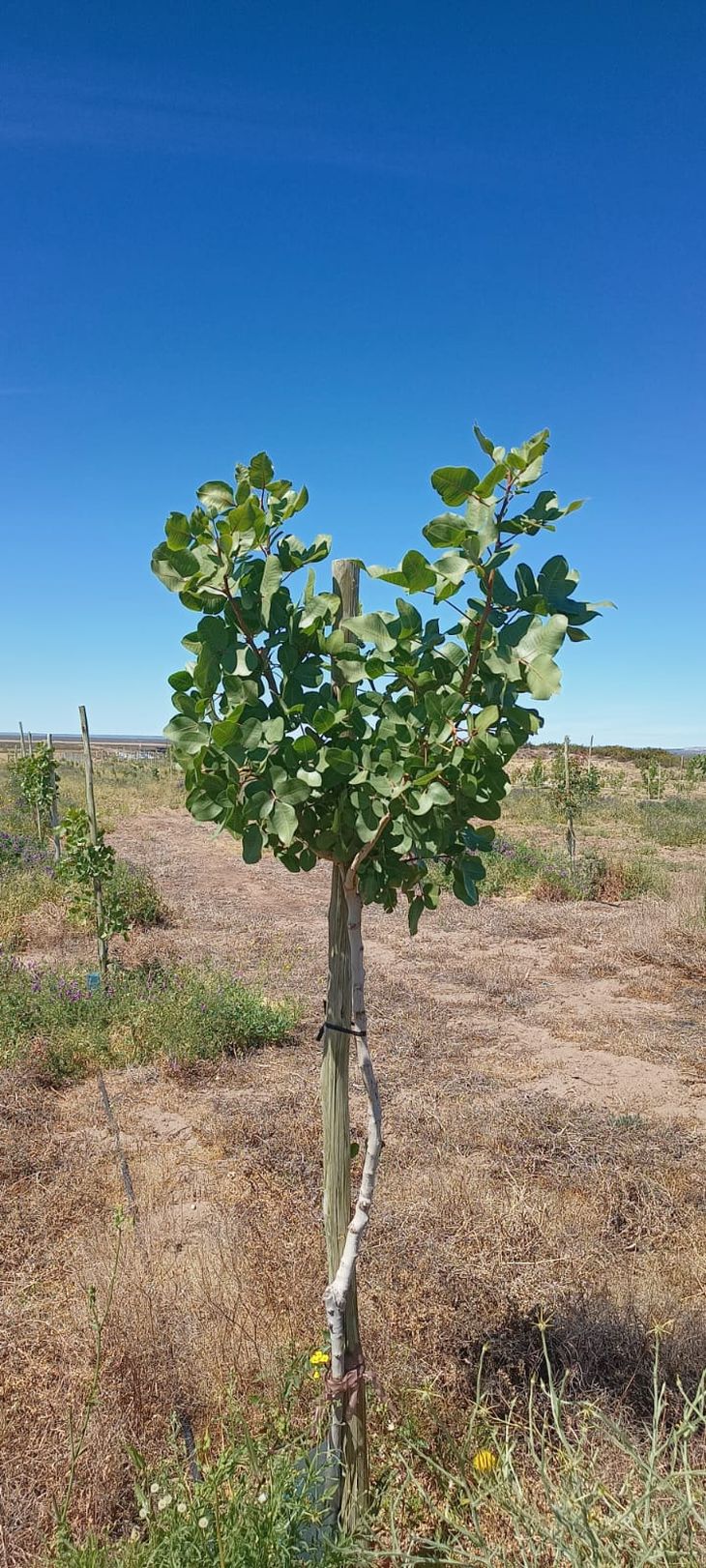 En Casa de Piedra (La Pampa), las plantaciones de pistachos también avanzan a paso firme. En Casa de Piedra (La Pampa), las plantaciones de pistachos también avanzan a paso firme.