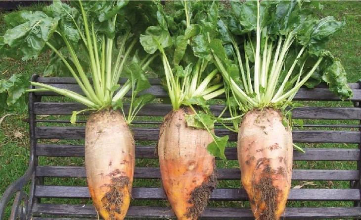 Jornada a campo: avances en el cultivo de remolacha forrajera en Río Negro