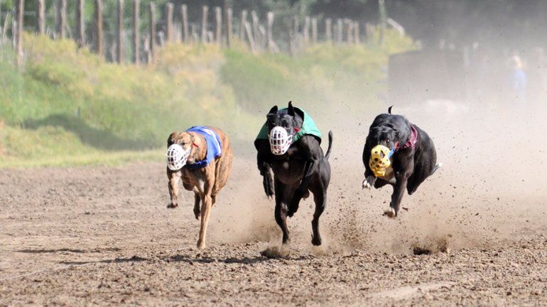Galgueros dicen que ya no los dejan ni tomar mates