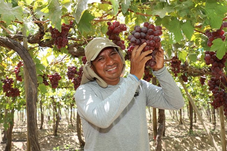 La oferta exportable peruana de uva de mesa llega a 50 países. La oferta exportable peruana de uva de mesa llega a 50 países.