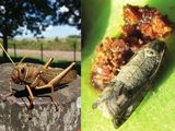Carpocapsa perforando frutos en Río Negro y tucura sapo arrasando pastizales en Chubut: dos amenazas patagónicas que en 2025 exigen monitoreo temprano y MIP.