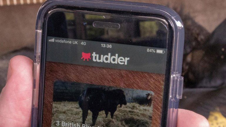 Para no darse por perdido, salió una app para elegir el ganado