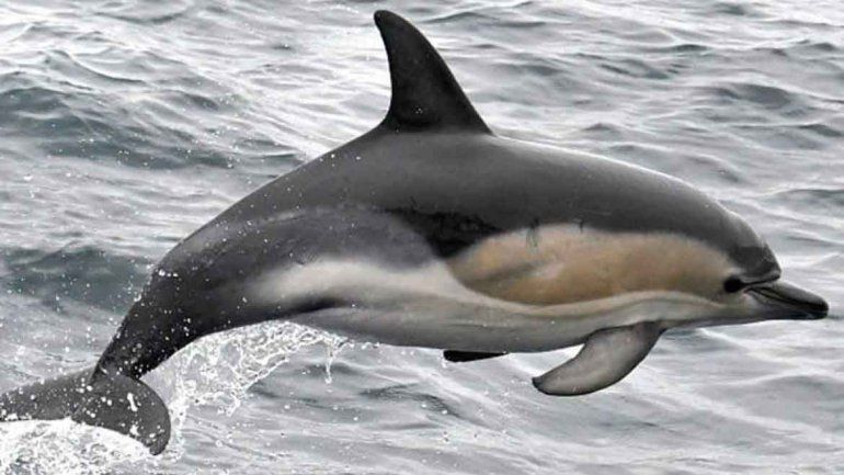 El insólito hecho se produjo en Landévennec