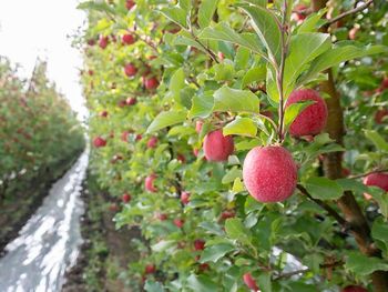 Las dos compañías combinarán su experiencia centenaria para lanzar una nueva empresa de viveros, enfocada en innovación genética y expansión productiva. Las dos compañías combinarán su experiencia centenaria para lanzar una nueva empresa de viveros, enfocada en innovación genética y expansión productiva.