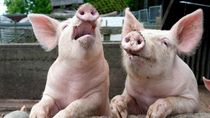 Los productores de cerdos argentinos, en alerta por las importaciones.