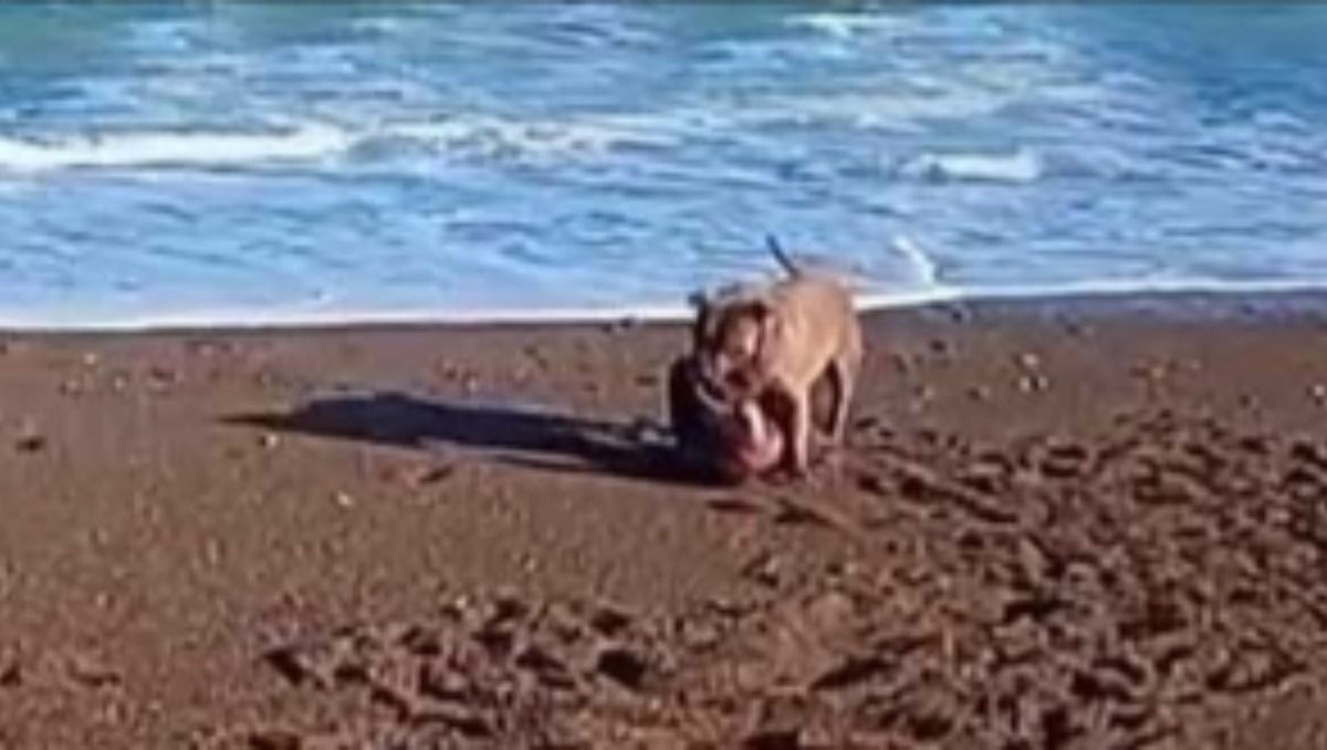 Tras la viralización del video que registró el ataque, intervino la nueva fiscalía de Chubut especializada en maltrato animal y daño ambiental.&nbsp;