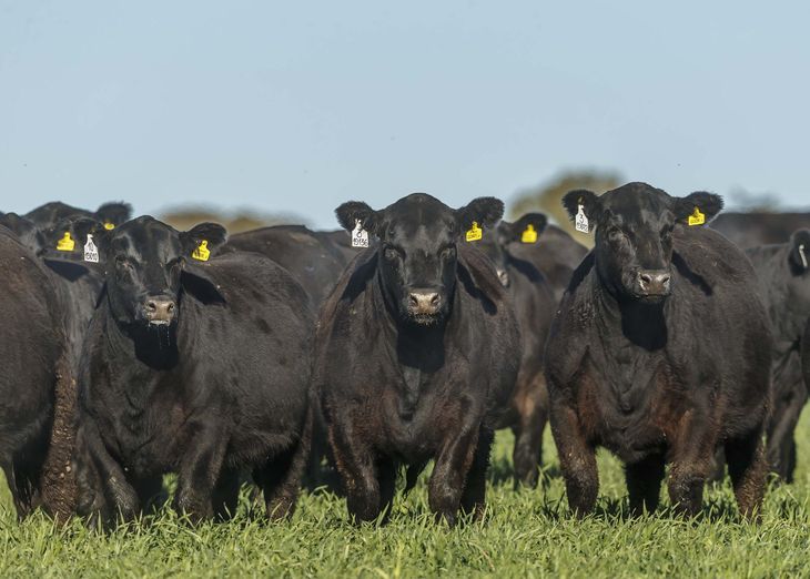 El retroceso productivo se profundiza mientras crece la participaci&oacute;n de las empresas exportadoras, aunque con menor volumen disponible.