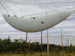 golpe historico: la tormenta destruyo gran parte de la produccion de cerezas golpe historico: la tormenta destruyo gran parte de la produccion de cerezas