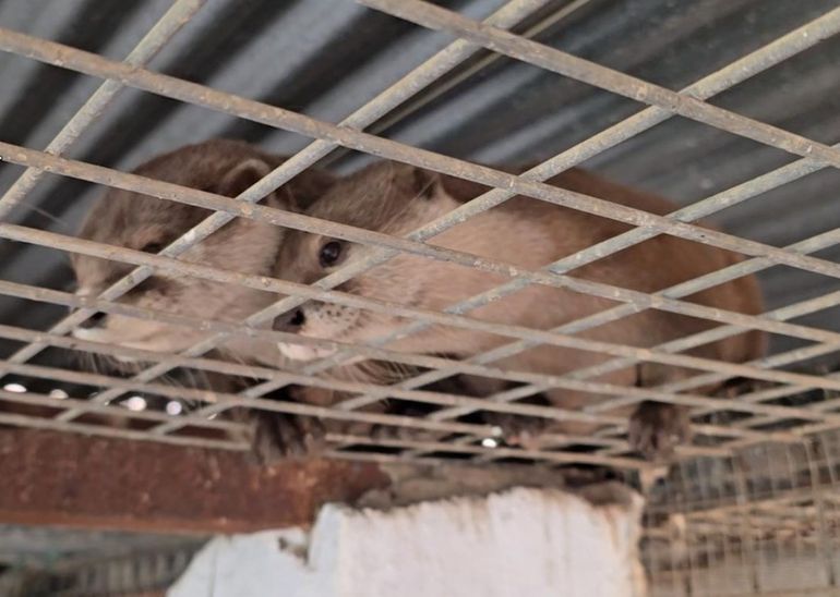 Desmantelan un zoológico privado clandestino con más de 150 animales exóticos en España. Desmantelan un zoológico privado clandestino con más de 150 animales exóticos en España.