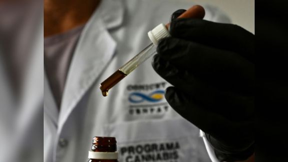 Aceite de cannabis: Chubut inicia los ensayos clínicos