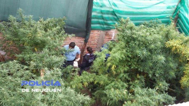 Impresionante secuestro de plantas de marihuana durante un allanamiento en Confluencia