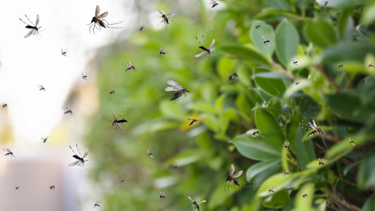 Cuáles son las plantas que atraen mosquitos y hay que evitar en esta temporada