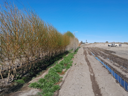 La propuesta aplica al riego de plantaciones forestales. Foto: argentina.gob.ar La propuesta aplica al riego de plantaciones forestales. Foto: argentina.gob.ar