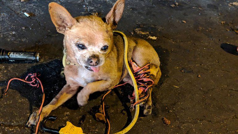 Hombre ató a un perro y lo pateó como una pelota