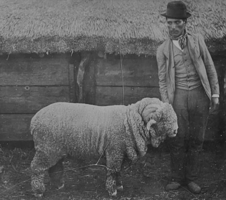 La historia de los hombres que desafiaron la tradición ganadera, introdujeron merinos y sentaron las bases de una nueva economía rural. La historia de los hombres que desafiaron la tradición ganadera, introdujeron merinos y sentaron las bases de una nueva economía rural.