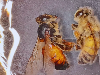 Mortalidad cae del 90% al 30%: el futuro de las colmenas se escribe en Argentina con RNAi. Foto: INTA Mortalidad cae del 90% al 30%: el futuro de las colmenas se escribe en Argentina con RNAi. Foto: INTA