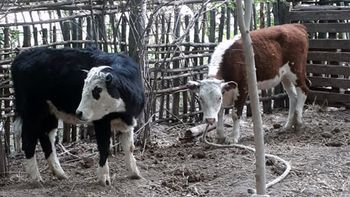 vacas-robadas.jpg