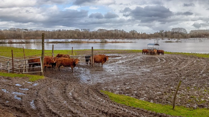 El organismo recomend&oacute; anticipar decisiones de manejo, ajustar la fertilizaci&oacute;n y reforzar el monitoreo sanitario frente a un escenario de mayores lluvias que podr&iacute;a favorecer la pr&oacute;xima campa&ntilde;a gruesa.