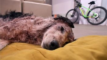 El veterinario de Santa Cruz que la atendió dijo que solo el ataque de una persona pudo causarle las fracturas en el cráneo y el hocico que presentó la border collie. El veterinario de Santa Cruz que la atendió dijo que solo el ataque de una persona pudo causarle las fracturas en el cráneo y el hocico que presentó la border collie.