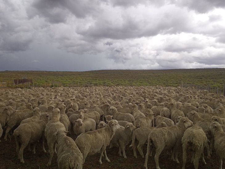 La guerra en el Golfo impulsa la apertura de nuevos mercados como Brasil y España. La guerra en el Golfo impulsa la apertura de nuevos mercados como Brasil y España.