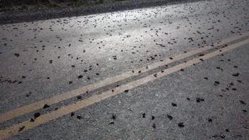 Tucura Sapo, una plaga que se expande por la Patagonia y que genera alerta en toda la región. Tucura Sapo, una plaga que se expande por la Patagonia y que genera alerta en toda la región.
