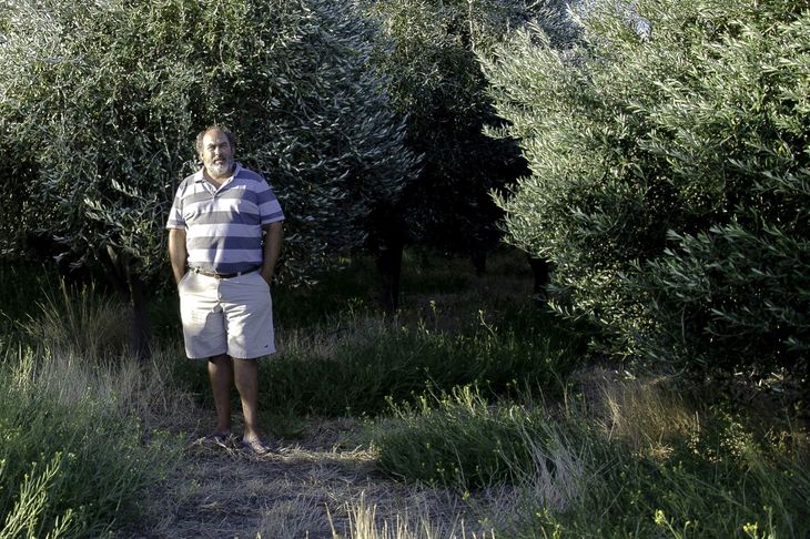 Pese a los reclamos realizados por Carlos Sylwan ante distintos organismos, el riego sigue interrumpido y los olivos comienzan a deteriorarse. Pese a los reclamos realizados por Carlos Sylwan ante distintos organismos, el riego sigue interrumpido y los olivos comienzan a deteriorarse.