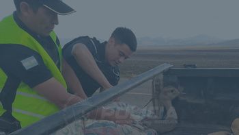 Policía rescató a un choique herido en el norte neuquino. Policía rescató a un choique herido en el norte neuquino.