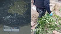 en un allanamiento por amenazas, la policia dio con mas de un kilo de marihuana y casi 40 plantas en un allanamiento por amenazas, la policia dio con mas de un kilo de marihuana y casi 40 plantas