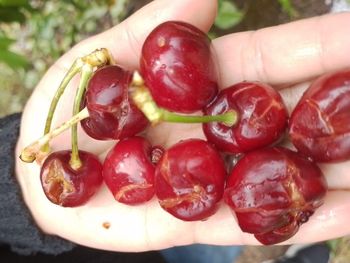 La piedra causó fuerte daño en la cereza de Chimpay. La piedra causó fuerte daño en la cereza de Chimpay.