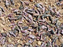 La aparición de focos de Tucura sapo (Bufonacris claraziana) fueron localizados distintos puntos de la región patagónica. La aparición de focos de Tucura sapo (Bufonacris claraziana) fueron localizados distintos puntos de la región patagónica.