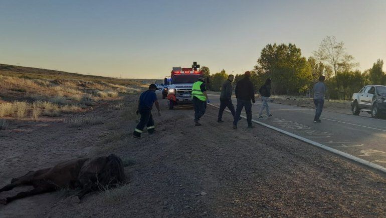 Peligro: hubo dos choques de turistas con caballos sueltos en Ruta 237