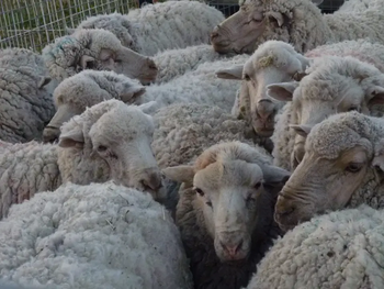 El SENASA dispuso restricciones para evitar que la enfermedad se propague hacia otras zonas de la Patagonia, incluida Santa Cruz, declarada libre en 2023.