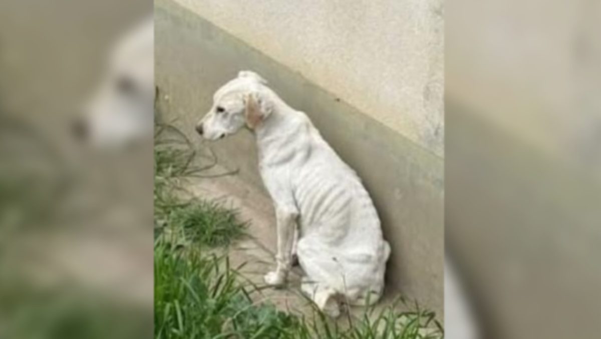 La perra estaba abandonada y sin alimentación en el patio de una casa de Comodoro Rivadavia: un vecino lo denunció e intervino la Justicia, desde la nueva fiscalía especializada en maltrato animal.&nbsp;