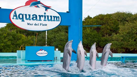 Tras cerrar sus puertas en marzo del año pasado, en Aquarium todavía quedan lobos marinos y pingüinos.