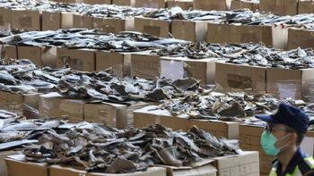 Incautan en Perú un cargamento de aletas de tiburón valuado en 15 millones de dólares que iba hacia el mercado asiático. Incautan en Perú un cargamento de aletas de tiburón valuado en 15 millones de dólares que iba hacia el mercado asiático.
