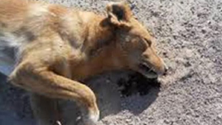 Perros envenenados en Comodoro Rivadavia. (Foto ilustrativa).